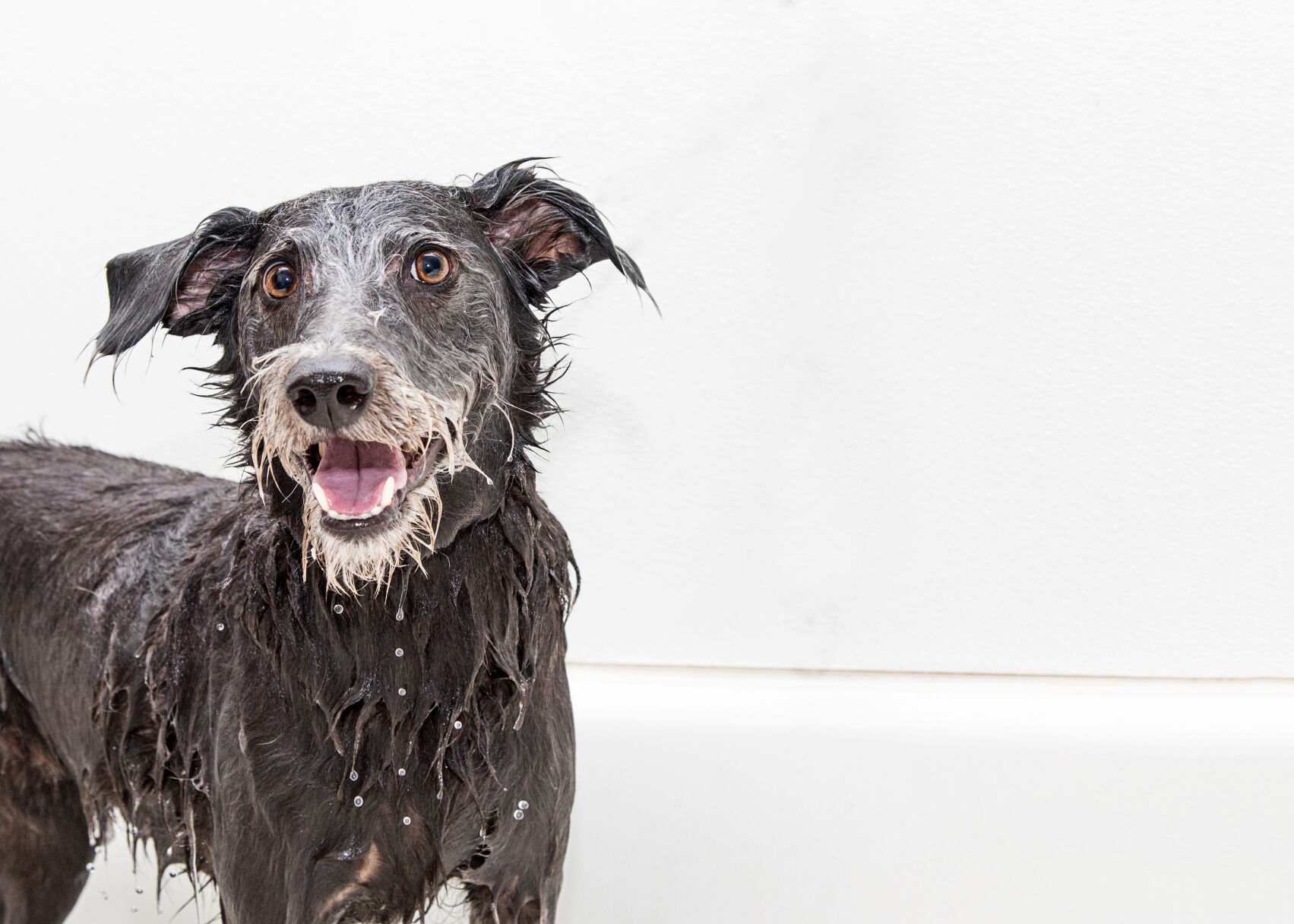 Dog Getting a Bath